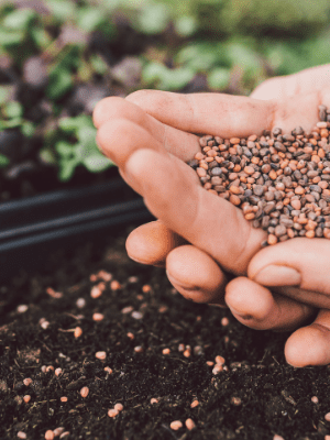 sjeme za naklijavanje i mikrobilje